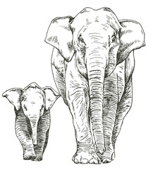 Hand drawn sketch of elephant mother and cub walking,  front view