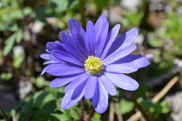 Obraz premium purple and yellow flower in the garden
