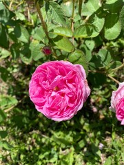 pink rose in garden