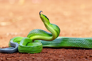 gonyosoma oxycephalum, green rat-snake, green tree snakes on the ground