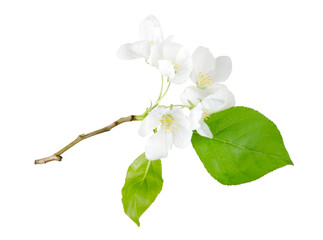 Blooming apple branch with flowers isolated on white background without shadow. Plant branch for packaging, invitation