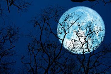 sturgeon blue moon and silhouette tree in the night sky