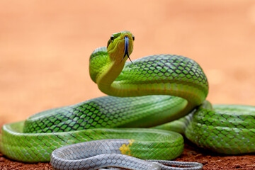 gonyosoma oxycephalum, green rat-snake, green tree snakes on the ground
