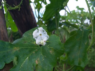 White flower in farm