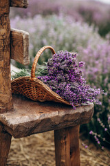 Weidenkorb mit frisch geschnittenen Lavendelblüten auf einer natürlichen Holzbank inmitten eines Feldes von Lavendelsträuchern. Das Konzept von Spa, Aromatherapie, Kosmetik. Weicher selektiver Fokus.