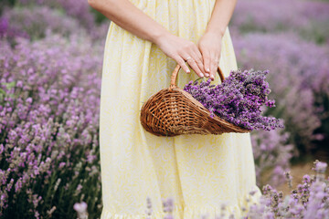 A wicker basket of freshly cut lavender flowers in the hands of women in a dress among a field of...