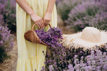 A wicker basket of freshly cut lavender flowers and a hat in the hands of women in a dress among a field of lavender bushes. The concept of spa, aromatherapy, cosmetology. Soft selective focus.