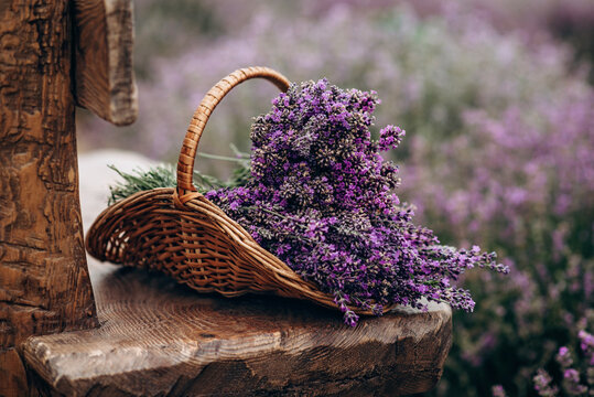 Wicker basket of freshly cut lavender flowers on a natural wooden bench among a field of lavender bushes. The concept of spa, aromatherapy, cosmetology. Soft selective focus. © Tasha Sinchuk