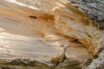 The Heart Of A Piece Of Wood