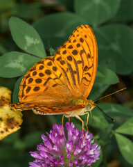 Fototapeta na wymiar orange day butterfly 