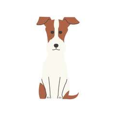 おすわりをしている１匹のジャックラッセルテリア