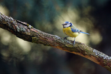 The Eurasian blue tit (Cyanistes caeruleus) sitting on the branch overgrown with lichen. Blue tit with a green background of coniferous trees.