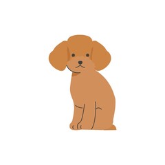 おすわりをしている１匹のトイプードル