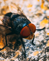 Macro fly