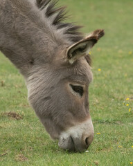 Naklejka na ściany i meble Head shot of hungry donkey grazing in meadow
