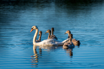 Mute Swan Family Mother and teenagers