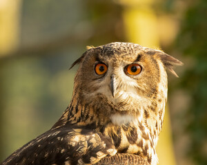 Eagle owl portrait in 