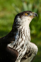 Fototapeta premium African Hawk-Eagle, Aquila Spilogaster, striking plumage