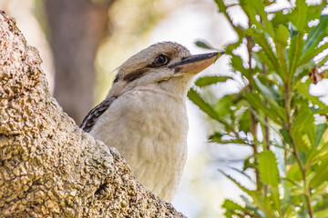 Laughing Kookaburra in a Banksia Tree