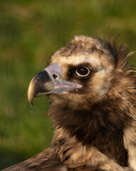 Fluffy Cinereous Vulture, Aegypius Monachus,