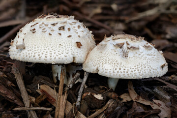 Chlorophyllum brunneum fungi - approx 60mm dia - NSW, Australia