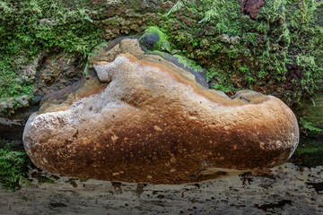 Phellinus sp bracket fungus  growing on a fallen tree trunk - approx 150mm dia - Barrington Tops National Park, NSW, Australia