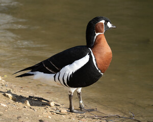 Magnificent Red-breasted Goose, Branta ruficollis, at water edge