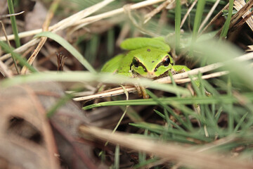 Tree Frog