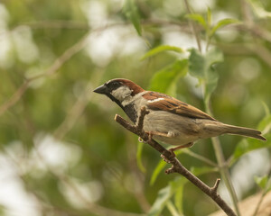 Male House Sparrow, Passer domesticus, perched branch,