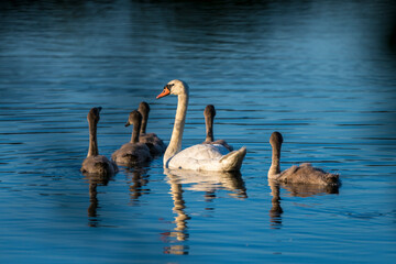 Mute Swan Family Mother and teenagers