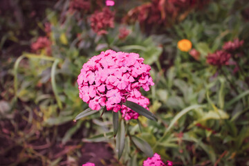 pink flowers in the garden