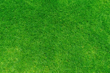 Acrylic prints Grass Green grass texture background, Top view of grass garden Ideal concept used for making green flooring, lawn for training football pitch, Grass Golf Courses green lawn pattern textured background.