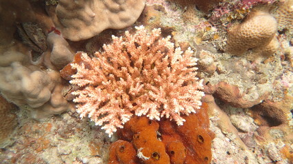 coral reef area at Tioman island, Malaysia