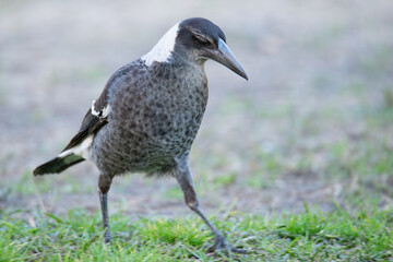 Juvenile Australian Magpie on the hunt in the grass