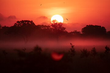 Foggy Sunrise with Flocks of birds Flying