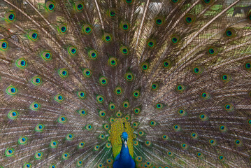 Obraz premium Peacock fanning out its feathers.