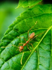ant on leaf background