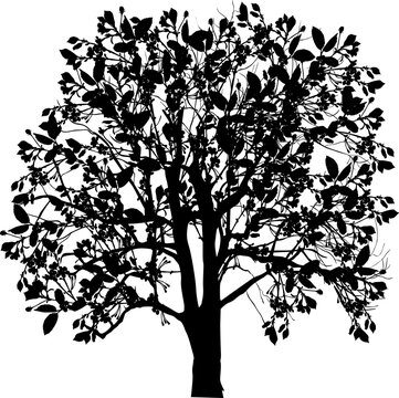 isolated blossoming black tree silhouette with large flowers