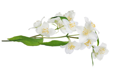 Naklejka na ściany i meble jasmine isolated three branch with pure white blooms
