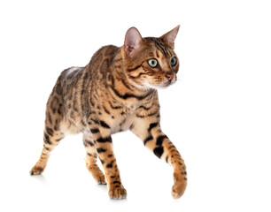 bengal cat in studio