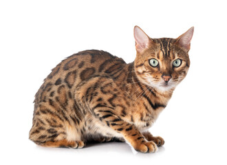 bengal cat in studio © cynoclub