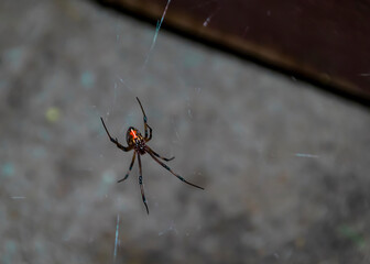 Black Widow Spider Hanging from Web