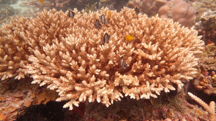Naklejka na ściany i meble coral reef area at Tioman island, Malaysia