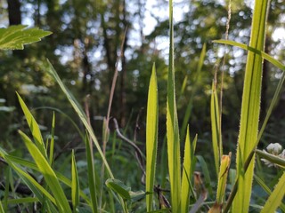 green grass and water