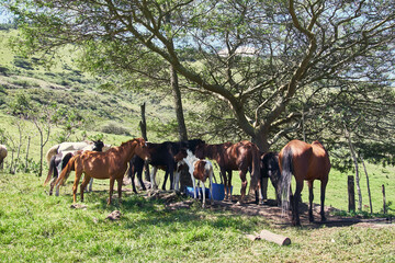 Horses and foals grazing on green pasture