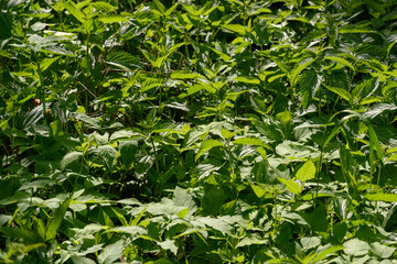 green leaves of nettle in summer