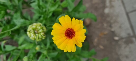 Yellow flower