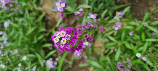 purple crocus flowers