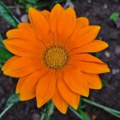 Orange flower