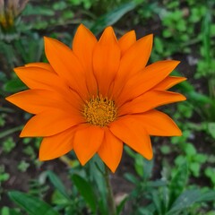Orange flower 